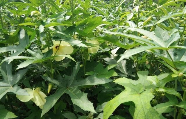  『种植』这种芙蓉可以吃也可以欣赏