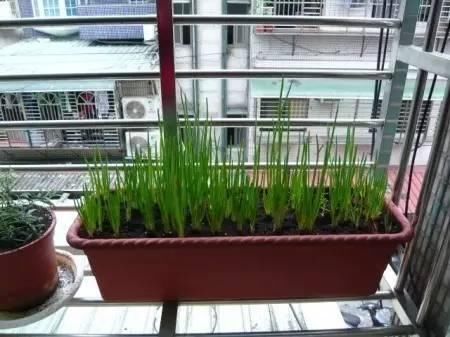  『小葱长得』4步教你盆栽小葱，又粗又“肥硕”，不用再去菜市场买啦