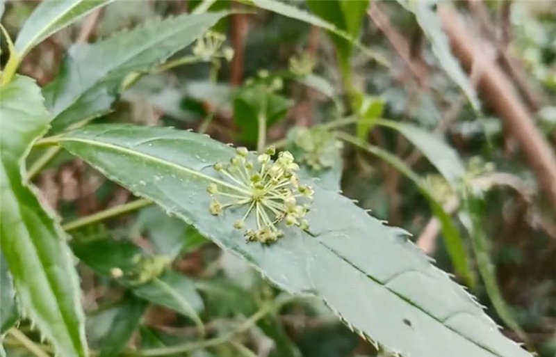  #种绿色的豆荚叶#山里一种奇特植物，花和果子都长叶面上，十分罕见，遇到请珍惜