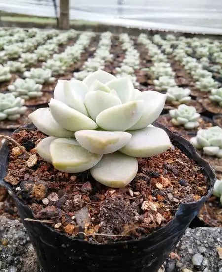  要注意：多肉小巧丰满，用多肉叶片扦插，做好这5步，轻松收获一堆多肉