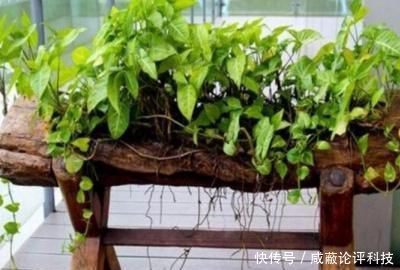  #光照#秋天绿萝叶子发黄怎么办