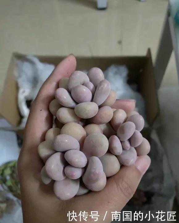 『图片作者』多肉变成白菜价，几毛钱1棵，有的都白送，你买贵了吗？