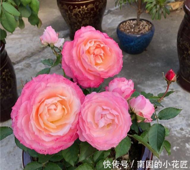  『漂亮』最像“牡丹”的月季花，最好养在阳台上，仙气十足，开花180天