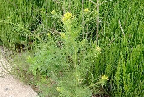  「杂草」这个植物，曾是农民很讨厌的杂草，如今成了人们爱吃的