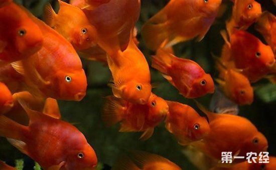 财神鱼要怎么养?财神鱼可以和什么鱼类混养?