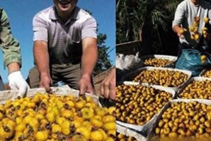 农民种植这种野果，20元一斤，亩赚2万多元