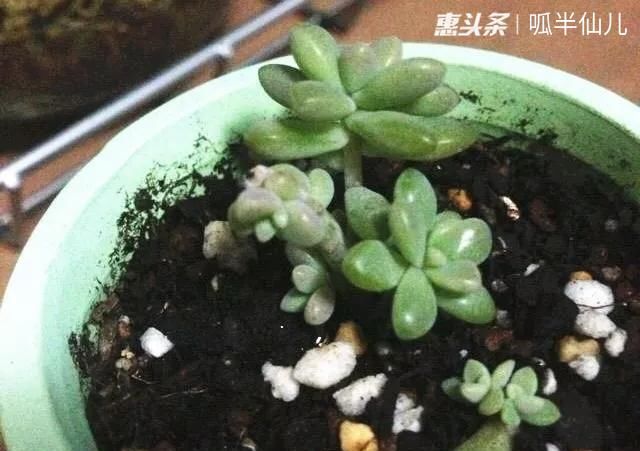 『白菜』多肉断水12天,绿白菜秒变红舞娘,想要上色就得...