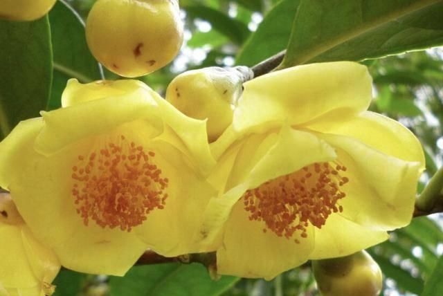  『大熊猫』1种植物珍贵，人称金花茶，被誉为“植物界大熊猫”，遇见请保护