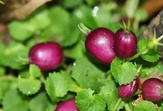  「其当」农村这种野果似小茄子，农民常将其当杂草除掉，殊不知可入药