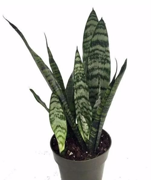  『家里』在家里养几种耐阴耐旱的观赏植物，不用经常照顾