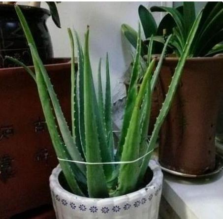 『甲醛』这“3种”绿植摆客厅,既能吸甲醛,又能除病菌,养一盆都值了!