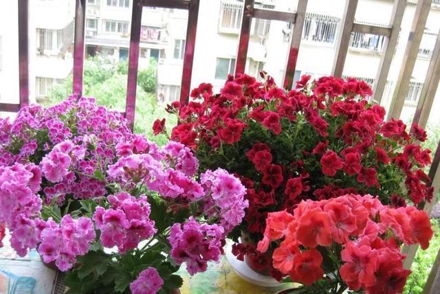  植物@好养还容易爆花的植物，除了长寿花，还有天竺葵，哪个更美