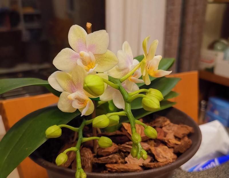  蝴蝶兰|夏季养蝴蝶兰，几点做到位，下次开花更多