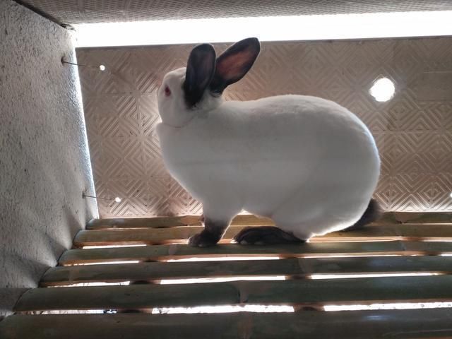 獭兔肉兔比利时杂交野兔公羊兔德国花巨兔安哥拉长毛兔莲山黑兔伊普吕