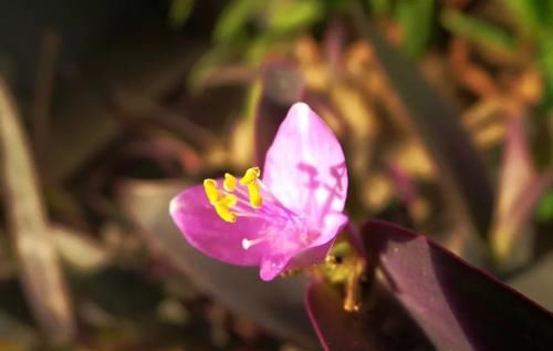 『花语』紫罗花开香淡淡,不与它花比妖艳,一任花开又自凋,端庄朴素送人间。