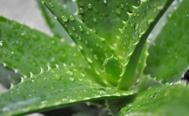 芦荟生长|家种芦荟想要长得好!这几个知识点要记牢