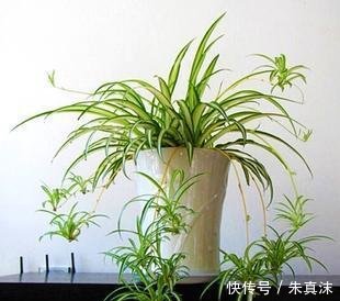  吊兰叶子：让吊兰疯狂抽藤开花，给你说个小方法