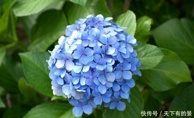  能爆盆|适合新手养的3种花，养护简单不操心，开花容易能爆盆，漂亮极了