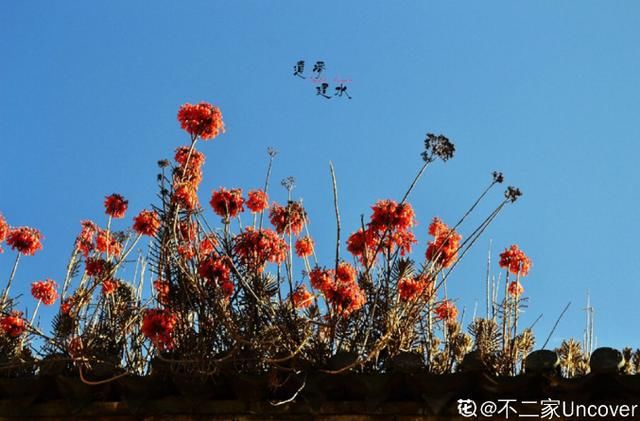  【不死鸟】农村没人要的多肉，长得满屋顶都是，下雨后泛滥了一
