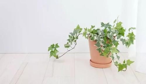  『家里』盆栽常青藤养在家里特容易叶黄，枝条不断干枯，做好两点可解决