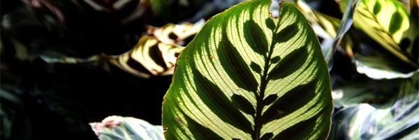  『阳光』不需要阳光的室内植物有哪些