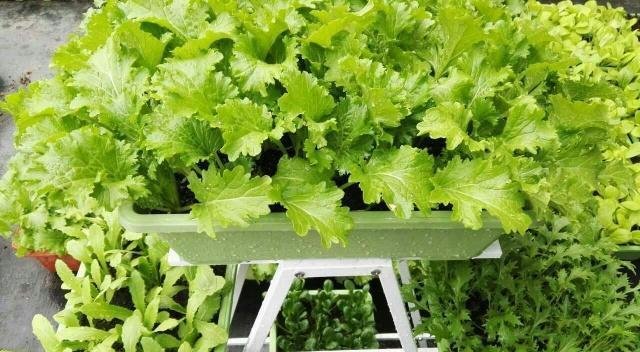特别■阳台种菜,有4个“关键”,做对了,种菜一大盆,收获特别多