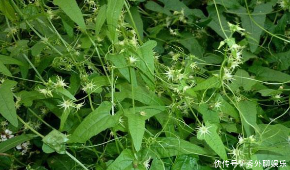 农村里一种不讨喜的“植物”，作用价值却很高，对蛇伤效果好