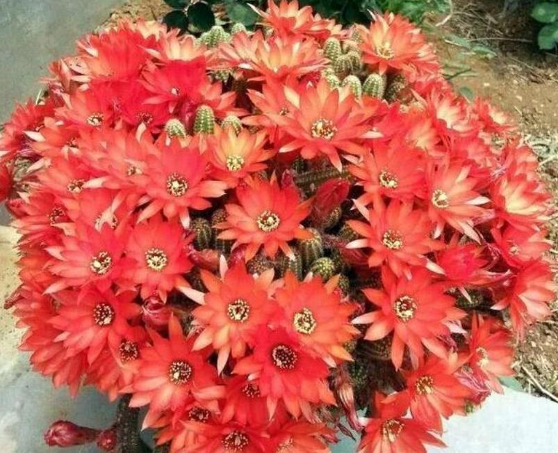 开出漂亮■超耐旱的4种花,不能多浇水,越不管长得越旺,懒人新手最适合!