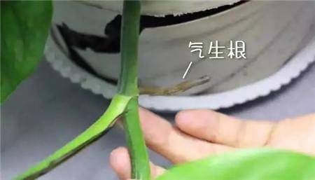  #以进行扦插#9种花，最适合“下雨天”扦插，顶端掐个“叶”，埋土里7天就发芽