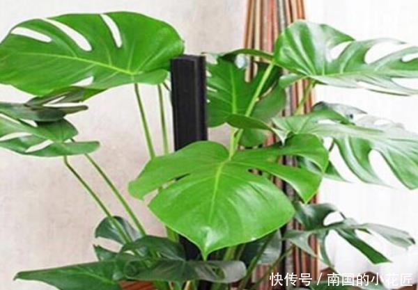 「甲醛」这4种植物,“镇宅”还能吸甲醛,尤其第三种,聪明人都在养!