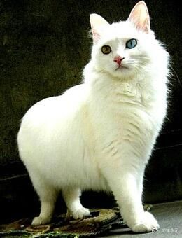 崔永元怒斥这两个媒体：造谣成性，天天忽悠老百姓！