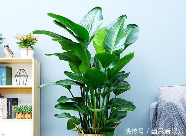  「常给叶片喷」客厅养花，选这几种的都是聪明人，时尚大气，旺人又聚财