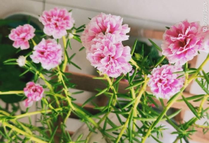  「免得」6种花一长高就剪，免得不开花！