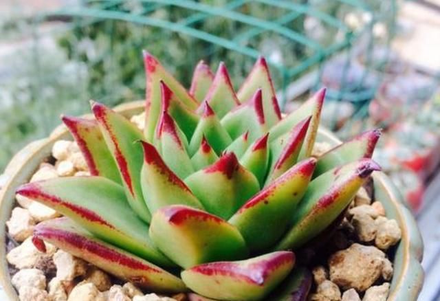  「都是可以」室内养多肉植物怎么养出好状态?