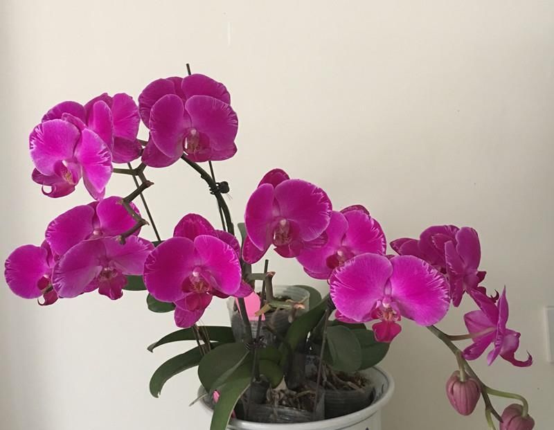  蝴蝶兰|夏季养蝴蝶兰，几点做到位，下次开花更多