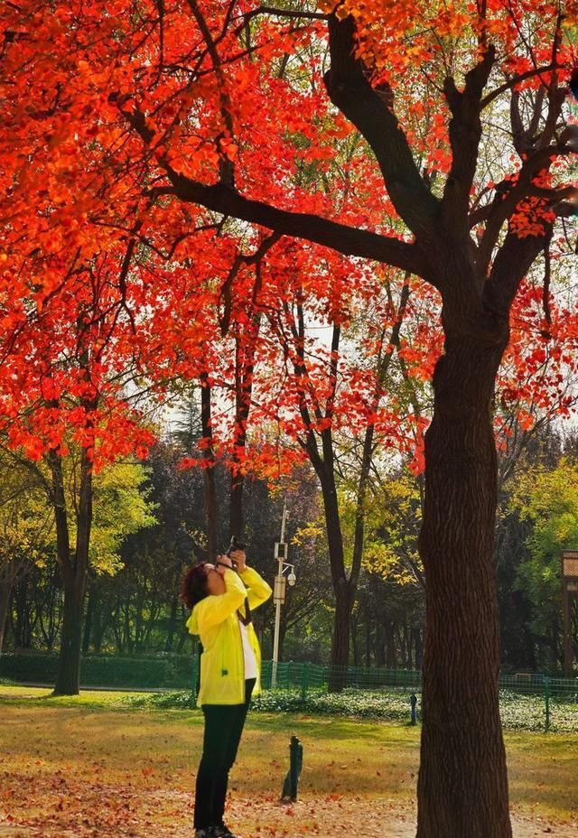 洛阳深秋有多美？隋唐秋色惹人醉，网红树下故事多