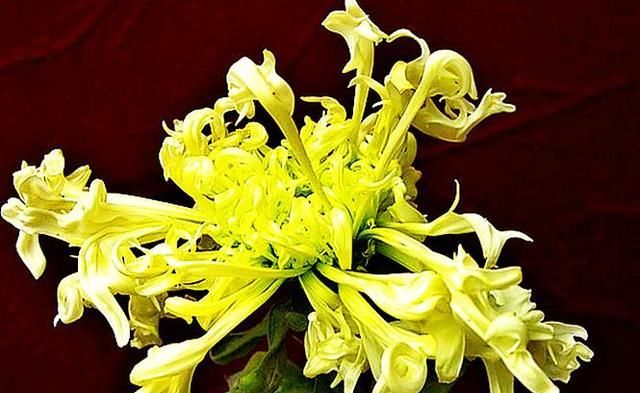  『代表着』喜欢菊花，就养盆“珍稀名菊”白鹿角，似鹿角昂扬，熏染多姿