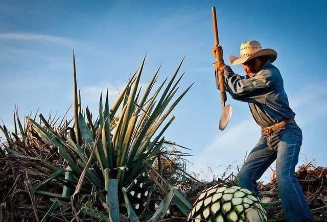  #果实#长得像菠萝，12年才能成熟，一颗果实重达百斤，酿成酒200元一瓶