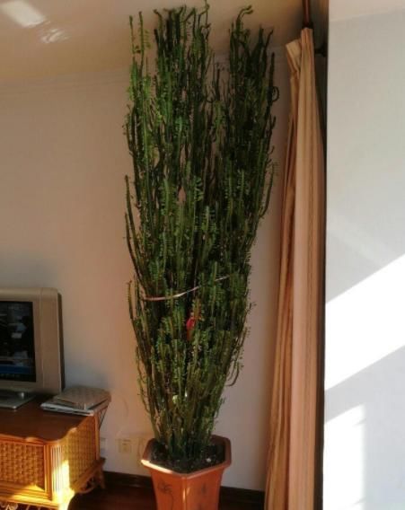 『掰1根枝养』这3种植物,别再花钱买了,掰下“1根枝”藏土里,能活出一整盆!