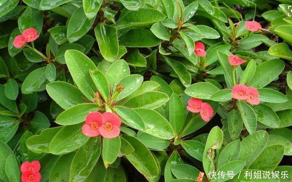  【沙漠玫瑰】这3种不浇水也能长得好，“管住手”后长得更旺、水多烂根！