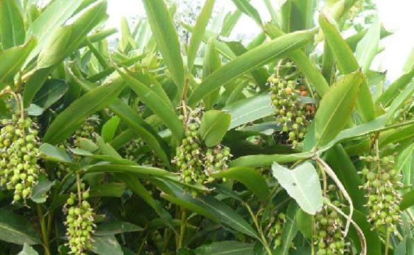  【野果】一种味道奇香的野果，人们把它当成香料，如今却是珍贵