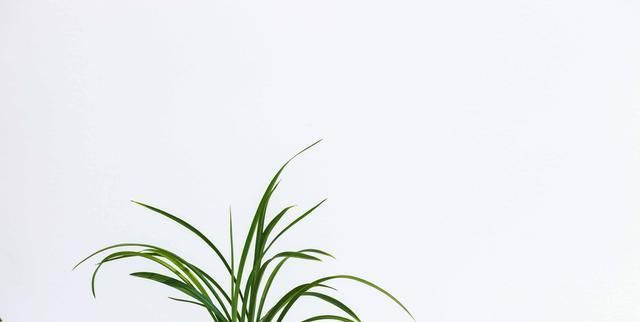  「黄叶和黑斑」兰花夏天黄叶还有黑斑？7个原因，对症下药
