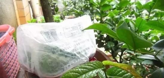 【扦插】扦插茶花不成活?都是手贱惹的祸,克制2个月,收获几十棵