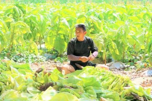  「大哥」别想着养猪了！农村大哥种植一作物，30亩收入15万，知