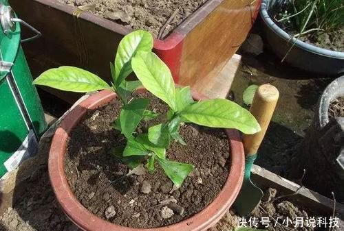  刚换盆■花卉换盆后，切忌三件事，否则换盆难成功！
