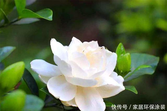  【回家】栀子花有3怕，难怪买回家里就黄叶，学会了叶子翠绿，开花多又香