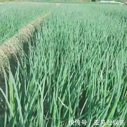 老农错把除草剂当成助长剂，满地的葱悲剧了，网友却表示活该