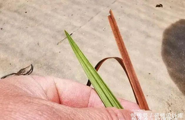【最怕】兰花服盆期最怕什么?秒懂什么是退草,兰花成活不是问题