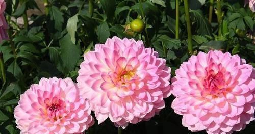  「花径」开花最大的花，花径比人脸还要大，花色绚丽多彩，美让你窒息