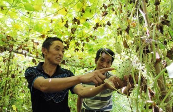 农民靠种植它，获得了大笔收益，单个卖一年能赚80多万